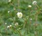 Preview: Ranunculus aconitifolius 'Pleniflorus' | Eisenhutblättriger Hahnenfuß